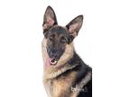 Adopt Bella a German Shepherd Dog