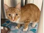 Adopt Mango a Domestic Short Hair