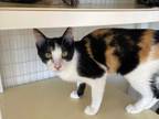 Adopt Pepper a Domestic Short Hair