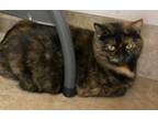 Adopt Mini Muffin (Mimi) a Domestic Short Hair