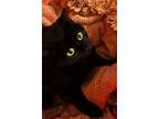 Adopt Candy Cat a Domestic Short Hair