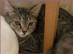 Adopt Tiana a Domestic Short Hair