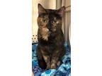 Adopt Salina a Domestic Short Hair