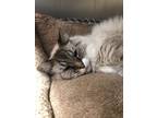 Adopt Spunky a Domestic Long Hair