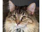 Adopt DIVOT a Domestic Long Hair, Tabby