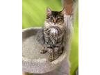 Adopt CADDIE a Domestic Long Hair, Tabby