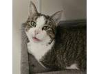 Adopt Darby a Domestic Short Hair