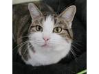 Adopt Edie a Domestic Short Hair