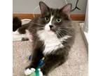 Adopt Jolie -- Bonded Buddy With Andy a Domestic Medium Hair