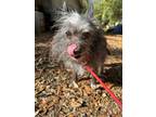 Adopt Tizzy a Terrier