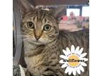 Adopt Padme a Domestic Short Hair