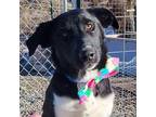 Adopt Syriana a Australian Cattle Dog / Blue Heeler, Border Collie