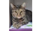 Adopt Molly (must go with Rusty) a Domestic Short Hair