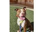 Adopt PENNY a Pit Bull Terrier