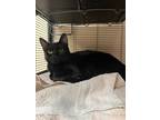 Adopt Tycho (In a Foster Home) a Domestic Short Hair