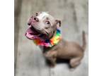 Adopt Lilith **REDUCED ADOPTION FEE** a Pit Bull Terrier