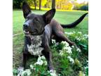 Adopt MOMMA DONNA a Australian Kelpie