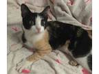 Adopt Grace a Calico