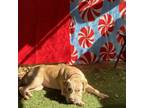 Adopt Poli Roli a Shar-Pei