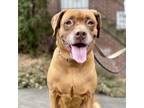 Adopt Sugaree a Labrador Retriever