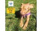 Adopt Iris a Pit Bull Terrier, Mixed Breed