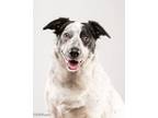 Adopt Izzy a Australian Cattle Dog / Blue Heeler