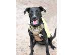 Adopt Abby a Labrador Retriever, Staffordshire Bull Terrier