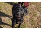 Adopt Montana a Labrador Retriever