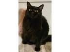 Adopt Alora a Domestic Long Hair