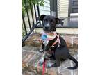 Adopt Barbie a Rat Terrier, Australian Cattle Dog / Blue Heeler