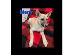 Adopt Merry a German Shepherd Dog