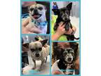 Adopt Chico & Patty Cakes a Pug, Miniature Dachshund