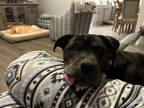 Adopt Rizzo a Pit Bull Terrier, Black Labrador Retriever