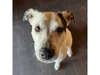 Adopt Molly a American Staffordshire Terrier