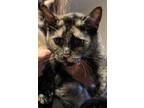 Adopt Phoenix a Tortoiseshell