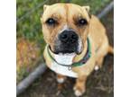 Adopt Honey a Boxer