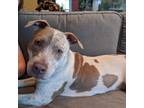 Adopt Szechuan a American Staffordshire Terrier, Pointer