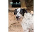 Adopt Bluebell a Feist