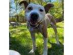 Adopt Lucy Lu a Mixed Breed