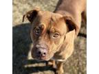 Adopt Goji CFS# 230080203 a Boxer, Pit Bull Terrier
