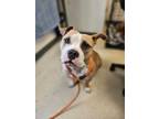 Adopt NIBBLES a Pit Bull Terrier
