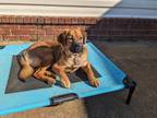 Adopt Lyla a Black Mouth Cur, Hound