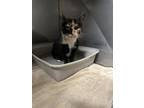 Adopt Coco a Domestic Short Hair