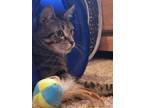 Adopt Ivy a Domestic Short Hair