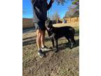 Adopt Hazel a Labrador Retriever