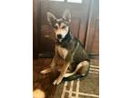 Adopt Sky a Siberian Husky