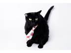 Adopt FRITZY a Domestic Short Hair