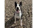 Adopt Pico a Bull Terrier