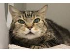 Adopt TIGER a Domestic Short Hair