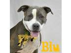 Adopt Blu a Pit Bull Terrier